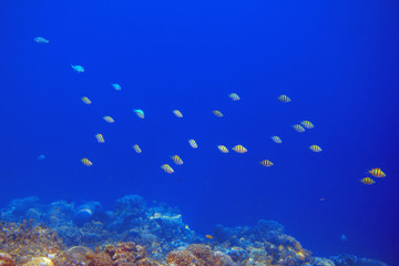 Fototapeta na wymiar Coral reef and colorful tropical fish. Undersea landscape. Fauna and flora of tropical shore.