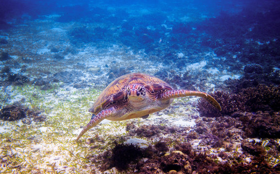 Sea Turtle Face Portrait Underwater Photo. Green Sea Turtle Closeup.