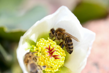 Honey bee collects nectar and pollen in early spring from hellebore, hellebores, Helleborus flowering plants in the family Ranunculaceae.
