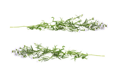 Wild violet flower isolated