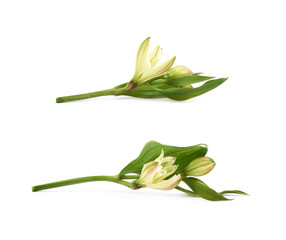 Green lilly flower isolated