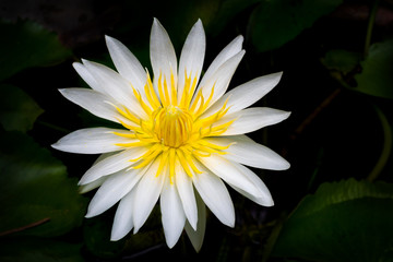 The blooming beautiful lotus white petal yellow pollen flower on black background