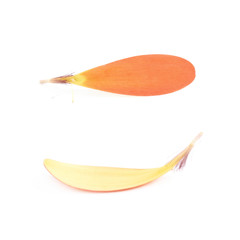 Gerbera flower petal isolated