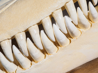 Obraz premium Killer whale skull