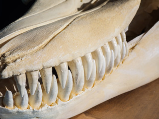 Naklejka premium Killer whale skull