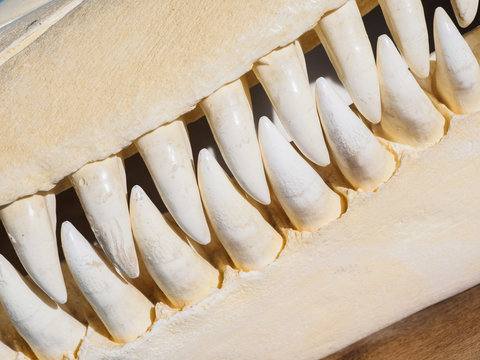 Killer whale skull