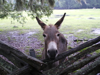 charleston donkey