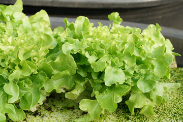 Fresh organic green oak culture in aquaponic or  hydroponic farming.