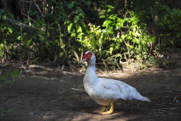 White goose in garden. Cute fat goose looking into photo camera.