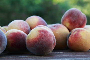 Fresh picked Fuzzy peaches gathered on a table