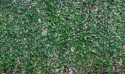 White wall green ivy plant.