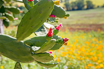 Early flowering cactus