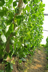 Melon grown in greenhouse