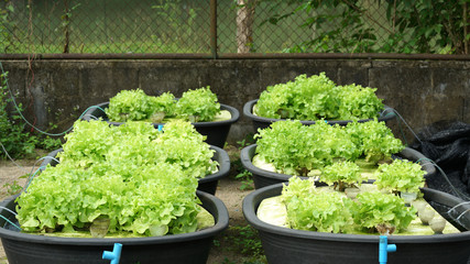 Fresh organic green oak culture in aquaponic or hydroponic farming.