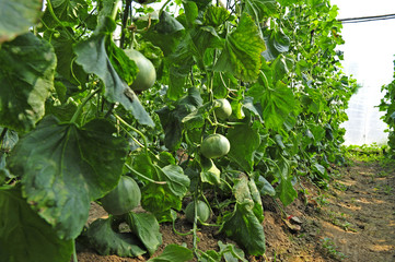 Melon grown in greenhouse