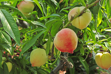 Ripe peaches hanging in a tree