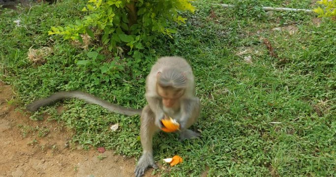 Indian monkey eating an orange, Ooty, Tamil Nadu, India