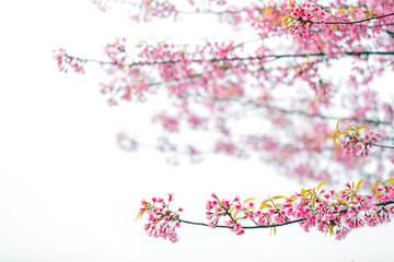 Beautiful  Pink Cherry Blossom on nature background , Sakura flower
