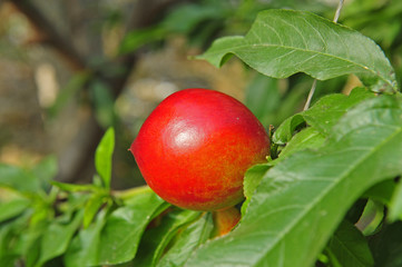 Ripe peaches hanging in a tree