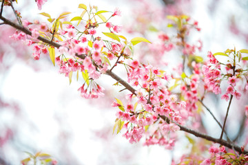 Beautiful  Pink Cherry Blossom on nature background , Sakura flower