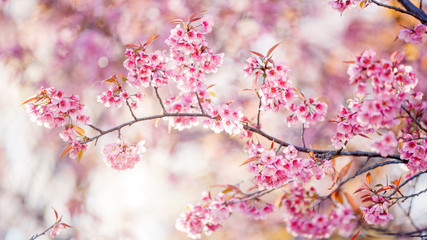 Beautiful  Pink Cherry Blossom on nature background in soft light of sunset, Sakura flower