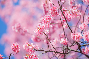 Beautiful  Pink Cherry Blossom on nature background in soft light of sunset, Sakura flower