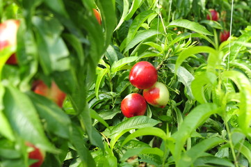 Ripe peaches hanging in a tree