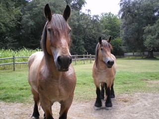 charleston plantation