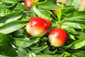Ripe peaches hanging in a tree