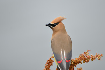 Cedar Waxwing