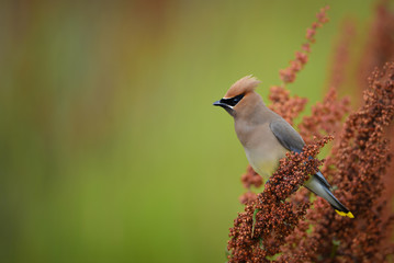 Cedar Waxwing