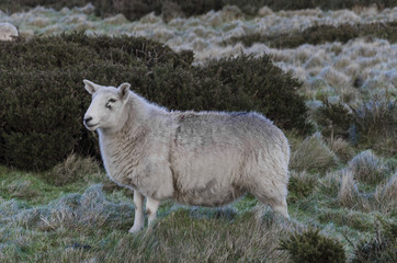 Lone sheep standing on moorland