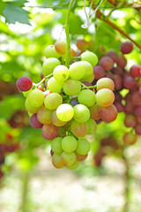 Ripe grapes in his vineyard
