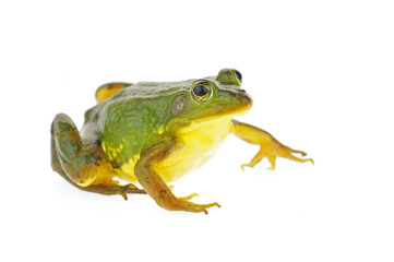 Frog isolated on a white background