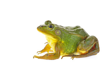 Frog isolated on a white background