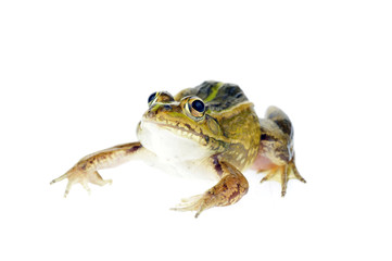 Frog isolated on a white background