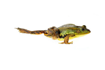Frog isolated on a white background
