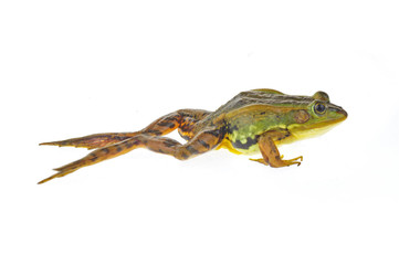Frog isolated on a white background