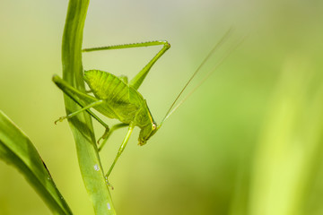 Close up of a Katydid Cricket insect on a blade of grass