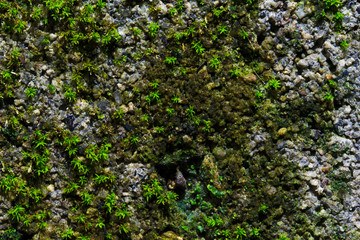 Old stone with mossy surface. Grungy stone texture. Old wall macrophoto.