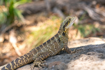 Close-up macro photograph of an Eastern Water Dragon on the Gold Coast, Queensland, Australia.
