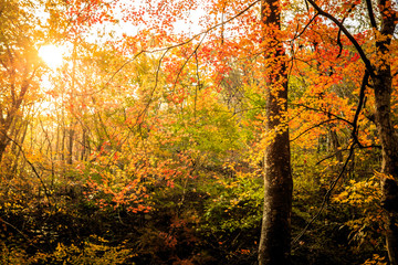 Beautiful fall scenes under the maple trees