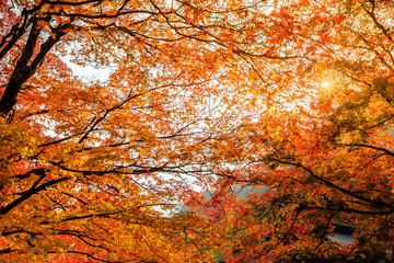 Beautiful fall scenes under the maple trees