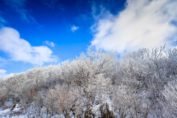 beautiful nature in winter, autumn with frost on trees