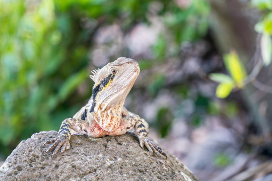 Close-up macro photograph of an Eastern Water Dragon on the Gold Coast, Queensland, Australia.