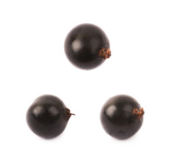 Single black currant berry isolated