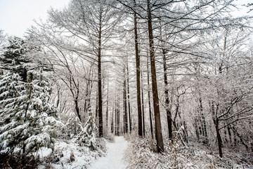 In the white forest with snow