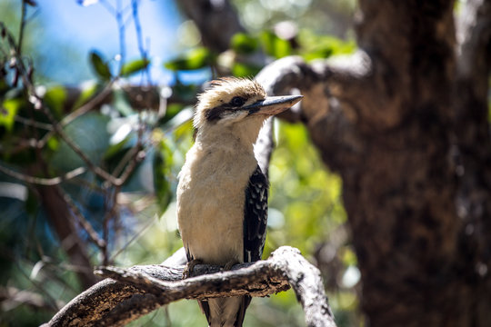 Kookaburra in a tree in Queensland Australia