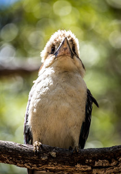 A Kookaburra in Australia from below