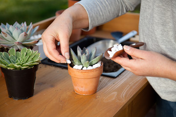 Decorating Succulent Pots